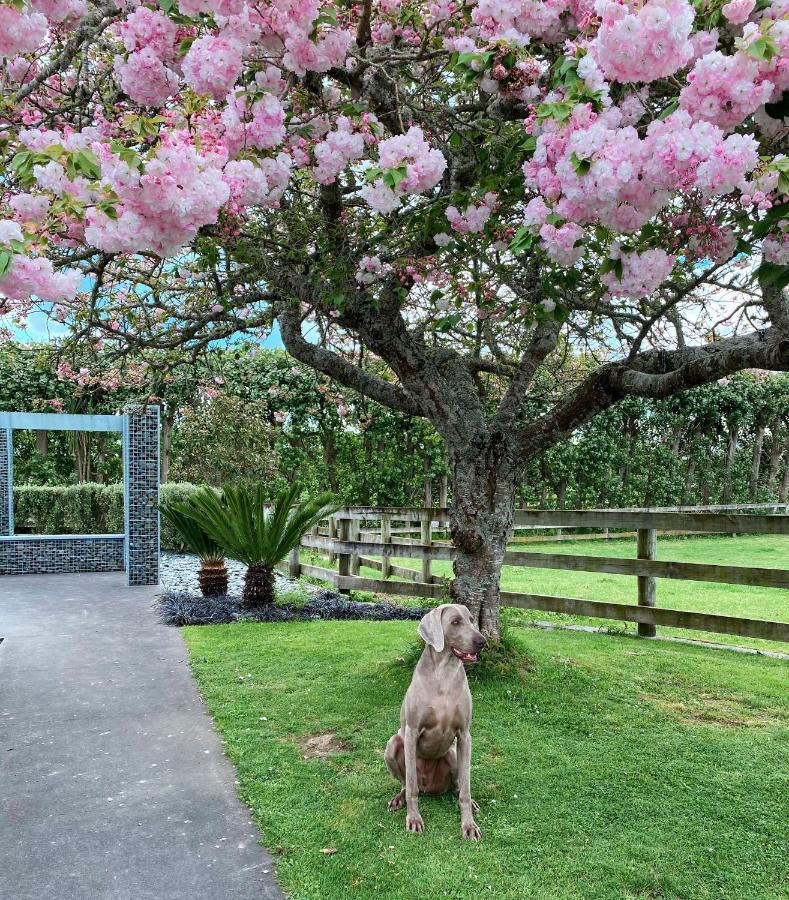 Bed and Breakfast Unique Equestrian Lifestyle Tamahere Exterior foto